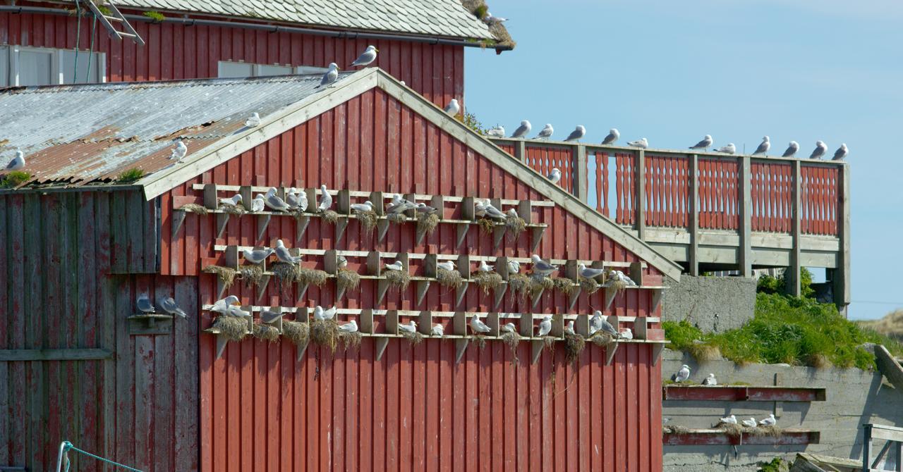 Fiskarheimen Havly, Rost Hotel Exterior photo